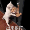 萌宠 猫咪 出来挨打 可爱 呆萌