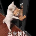 萌宠 猫咪 出来挨打 可爱 呆萌