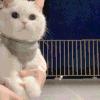 萌宠 猫咪 花 呆萌 可爱