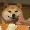 萌宠 狗狗 开心 呆萌 可爱