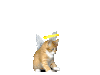 萌宠 猫咪 打你 呆萌 可爱