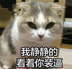 装逼gif猫咪gif搞笑gif可爱gif