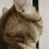 萌宠 猫咪 转身 呆萌 可爱