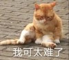 萌宠 猫星人 我可太难了 难受 搞怪 呆萌