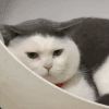 萌宠 猫咪 是不是不爱我了 呆萌 可爱