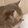 萌宠 猫咪 抬头 呆萌 可爱