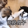 萌宠 汪星人 摸摸傻子 无奈 搞怪 呆萌