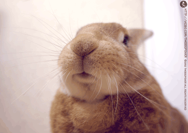 兔子嚼东西gif表情包图片