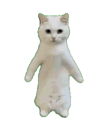 猫咪 可爱 搞怪 沙雕