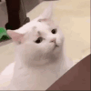 萌宠 猫咪 不开心 呆萌 可爱