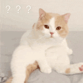 萌宠 猫咪 好奇 呆萌 可爱
