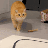 萌宠 猫咪 猫步 呆萌 可爱