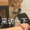 萌宠 狗狗 采访一下 呆萌 可爱