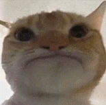 萌宠 猫咪 撅嘴 呆萌 可爱