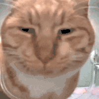 萌宠 猫咪 看 呆萌 可爱