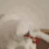 萌宠 猫咪 ？ 呆萌 可爱