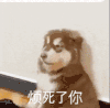 萌宠 狗狗 烦死了你 呆萌 可爱