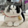 萌宠 猫咪 发型 呆萌 可爱