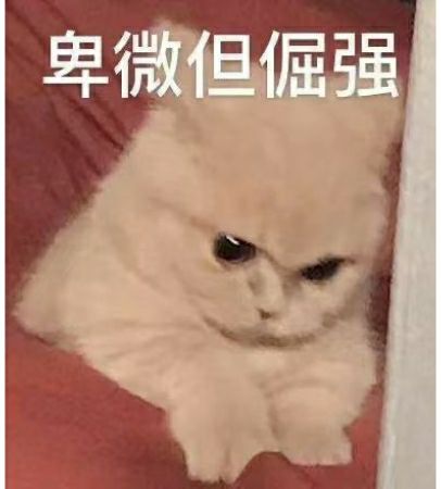 萌宠 猫星人 卑微但倔强 可怜巴巴 搞怪 呆萌