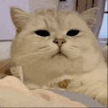 萌宠 猫咪 无聊 呆萌 可爱