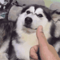 萌宠 狗狗 点赞 呆萌 可爱