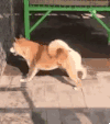 萌宠 狗狗 运动 呆萌 可爱