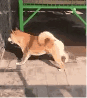 萌宠 狗狗 运动 呆萌 可爱