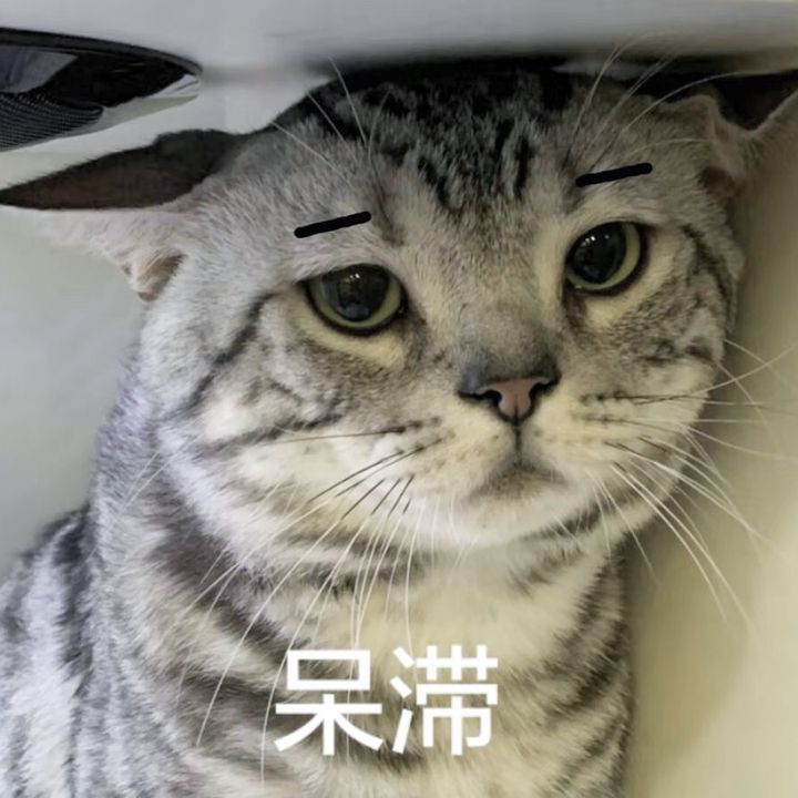 呆滞猫表情包出处图片