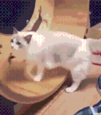 萌宠 猫咪 跑 呆萌 可爱