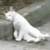 萌宠 猫咪 困 呆萌 可爱