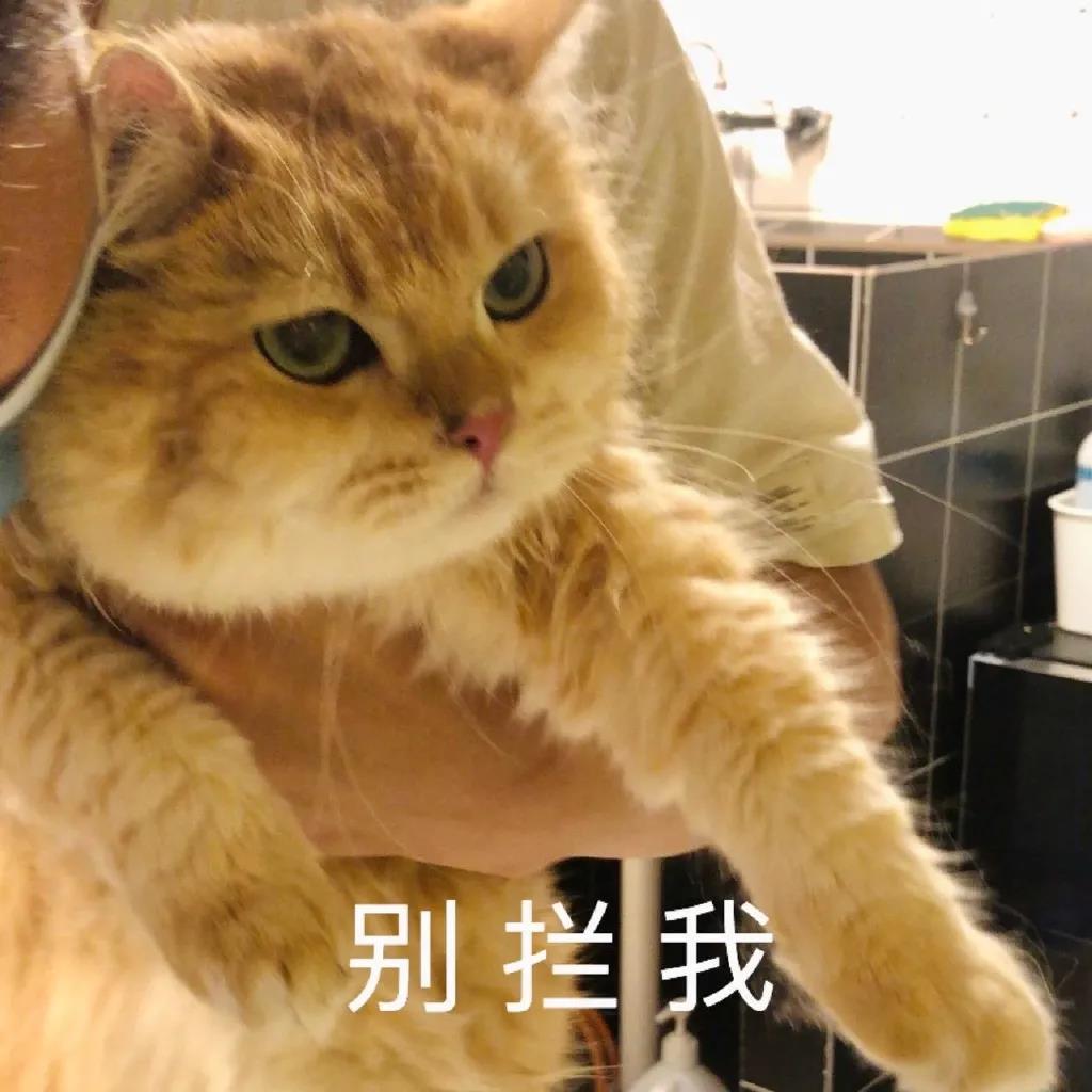 萌宠 猫星人 别拦我 生气 呆萌 可爱