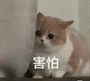 萌宠 猫咪 害怕 呆萌 可爱