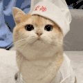 萌宠 猫咪 吐舌头 呆萌 可爱