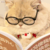 萌宠 猫咪 学习 呆萌 可爱