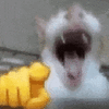 萌宠 猫咪 笑 呆萌 可爱