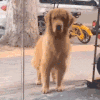 萌宠 狗狗 走下班 呆萌 可爱