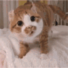 萌宠 猫咪 看 呆萌 可爱