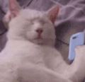 萌宠 猫咪 伤心 呆萌 可爱