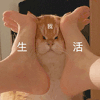 萌宠 猫咪 生活 呆萌 可爱