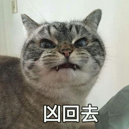 猫咪生气表情包大图图片