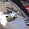 萌宠 猫咪 健身 呆萌 可爱