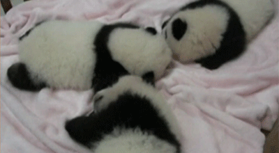 熊猫头睡觉表情包图片