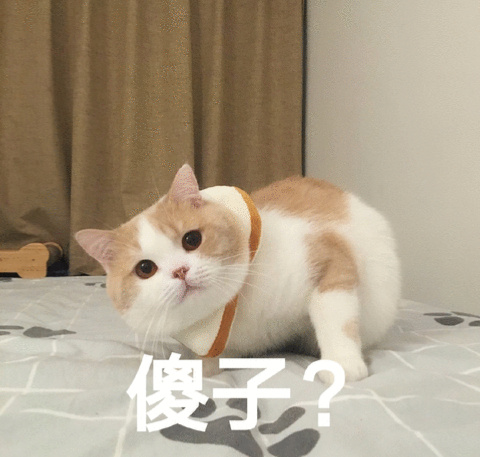 萌宠 猫星人 傻子 看着你 呆萌 可爱