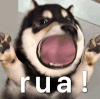 萌宠 狗狗 rua 呆萌 可爱