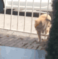 萌宠 猫咪 我来了 呆萌 可爱