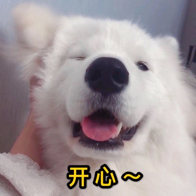 狗狗开心的表情包图片图片