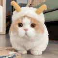 萌宠 猫咪 来了 呆萌 可爱