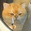 萌宠 猫咪 刀 呆萌 可爱
