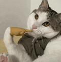 萌宠 猫咪 思考 呆萌 可爱