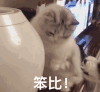 萌宠 猫咪 笨比 呆萌 可爱